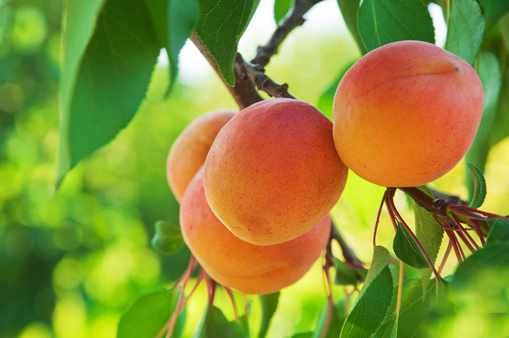 Impressive Health Benefits Of Apricot